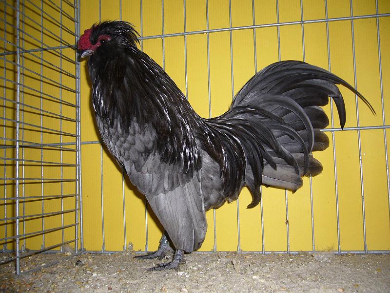 Hannover 2008 044.jpg - Watermaalsche Bartzwerge blau gesäumt  von Bernhard Baumeister Preis sg 93 Z